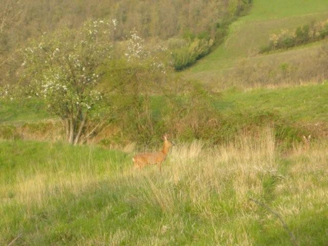 Il Capriolo